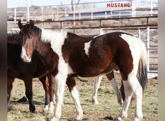 Mustang (amerikaans), Ruin, 4 Jaar, 153 cm, Gevlekt-paard