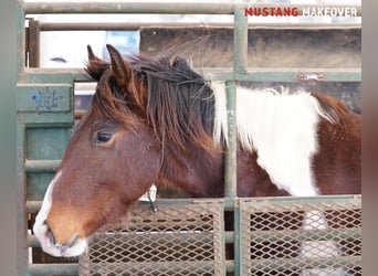 Mustang (amerikaans), Ruin, 4 Jaar, 153 cm, Gevlekt-paard