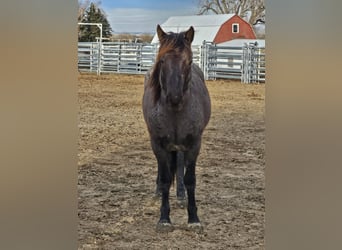 Mustang (amerikaans), Ruin, 5 Jaar, 144 cm, Roan-Blue