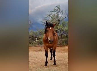 Mustang (amerikanisch), Wallach, 5 Jahre, 152 cm, Brauner