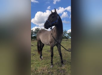 Mustang (amerikaans), Ruin, 5 Jaar, 160 cm, Grullo