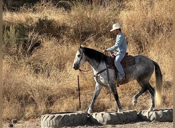 Mustang (amerikanisch), Wallach, 5 Jahre, 163 cm, Apfelschimmel