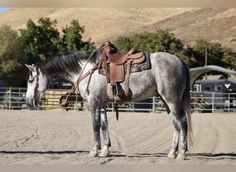 Mustang (amerikanisch), Wallach, 5 Jahre, 163 cm, Apfelschimmel