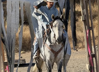 Mustang (amerikanisch), Wallach, 5 Jahre, 163 cm, Apfelschimmel