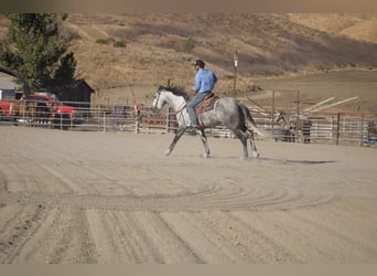 Mustang (amerikanisch), Wallach, 5 Jahre, 163 cm, Apfelschimmel