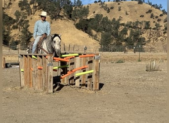 Mustang (amerikanisch), Wallach, 5 Jahre, 163 cm, Apfelschimmel