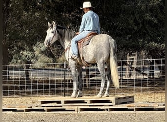 Mustang (amerikanisch), Wallach, 5 Jahre, 163 cm, Apfelschimmel