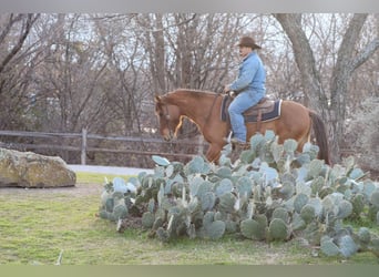 Mustang (amerikaans), Ruin, 6 Jaar, 142 cm, Falbe