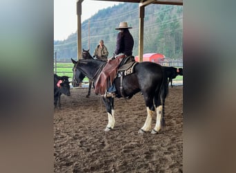 Mustang (amerikanisch), Wallach, 6 Jahre, 147 cm, Rappe