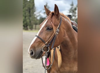 Mustang (amerikaans), Ruin, 6 Jaar, 152 cm, Vos