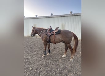 Mustang (amerikanisch), Wallach, 6 Jahre, 152 cm, Fuchs