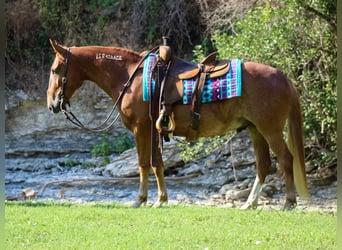 Mustang (amerikaans), Ruin, 7 Jaar, 145 cm, Roodvos