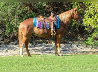 Mustang (amerikaans), Ruin, 7 Jaar, 145 cm, Roodvos