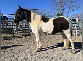 Mustang (amerikaans), Ruin, 9 Jaar, 147 cm, Gevlekt-paard