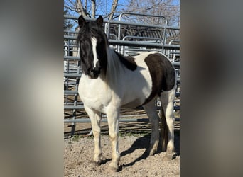 Mustang (amerikaans), Ruin, 9 Jaar, 147 cm, Gevlekt-paard