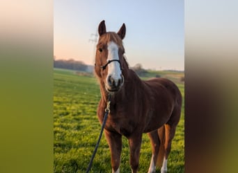 Mustang (amerikaans), Ruin, 9 Jaar, 150 cm, Vos