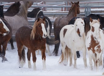 Mustang (amerikaans), Ruin, 9 Jaar, 150 cm, Vos