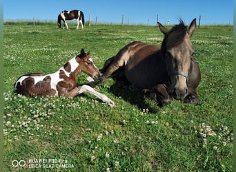 Mustang (amerikanisch) Mix, Hengst, 1 Jahr, 145 cm, Dunkelbrauner
