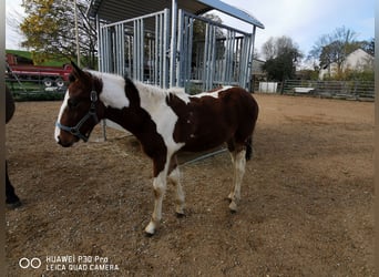 Mustang (amerikanisch) Mix, Hengst, 1 Jahr, 145 cm, Dunkelbrauner