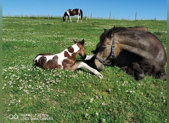Mustang (amerikanisch) Mix, Hengst, 1 Jahr, 145 cm, Dunkelbrauner