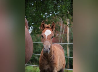 Mustang (amerikanisch), Hengst, 1 Jahr, 152 cm, Dunkelfuchs