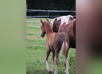 Mustang (amerikanisch), Hengst, 1 Jahr, 152 cm, Dunkelfuchs