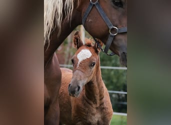 Mustang (amerikanisch), Hengst, 1 Jahr, 152 cm, Dunkelfuchs