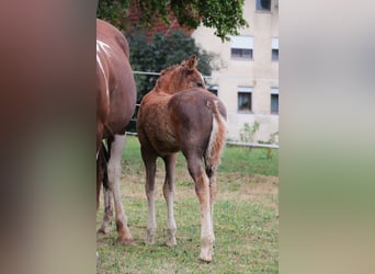 Mustang (amerikanisch), Hengst, 1 Jahr, 152 cm, Dunkelfuchs