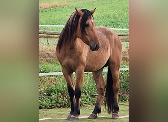 Mustang (amerikanisch), Hengst, 4 Jahre, 150 cm, Falbe