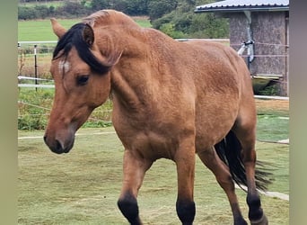 Mustang (amerikanisch), Hengst, 4 Jahre, 150 cm, Falbe