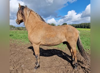 Mustang (amerikanisch), Hengst, 4 Jahre, 150 cm, Falbe