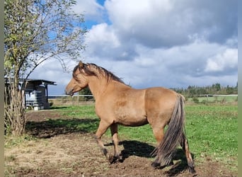 Mustang (amerikanisch), Hengst, 4 Jahre, 150 cm, Falbe