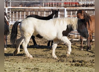 Mustang (amerikanisch), Stute, 10 Jahre, 145 cm, Schecke