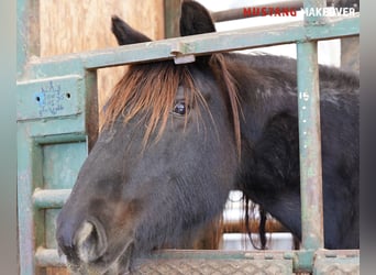 Mustang (amerikanisch), Stute, 10 Jahre, 149 cm, Roan-Blue