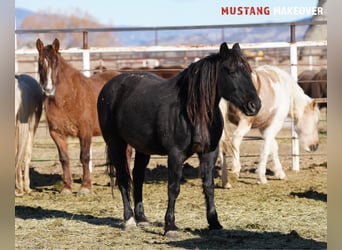 Mustang (amerikanisch), Stute, 10 Jahre, 149 cm, Roan-Blue