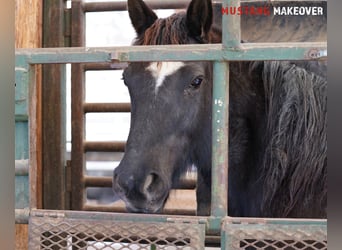 Mustang (amerikanisch), Stute, 10 Jahre, 149 cm, Roan-Blue