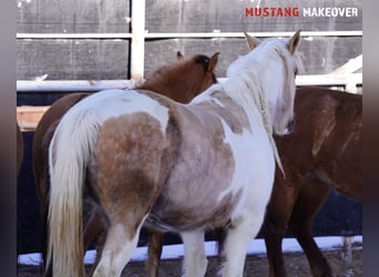 Mustang (amerikanisch), Stute, 10 Jahre, 153 cm, Tovero-alle-Farben