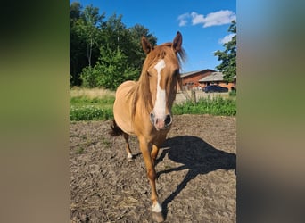 Mustang (amerikanisch), Stute, 10 Jahre, 155 cm, Red Dun