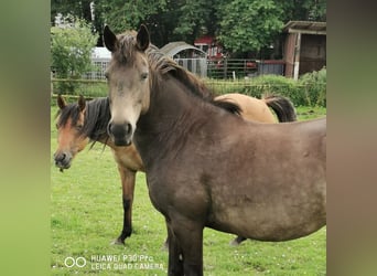 Mustang (amerikanisch), Stute, 11 Jahre, 145 cm, Grullo