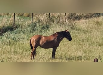 Mustang (amerikanisch), Stute, 11 Jahre, 160 cm, Falbe
