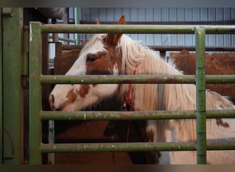 Mustang (amerikanisch), Stute, 13 Jahre, 147 cm, Tovero-alle-Farben