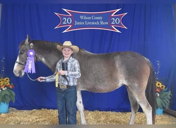 Mustang (amerikanisch), Stute, 13 Jahre, 152 cm, Roan-Bay