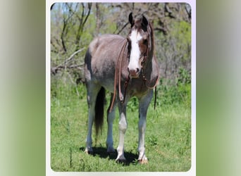 Mustang (amerikanisch), Stute, 13 Jahre, 152 cm, Roan-Bay