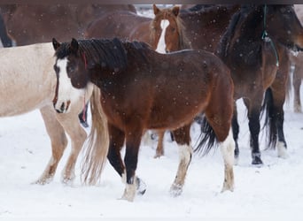 Mustang (amerikanisch), Stute, 13 Jahre, 152 cm, Schecke