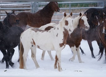 Mustang (amerikanisch), Stute, 14 Jahre, 147 cm, Tovero-alle-Farben