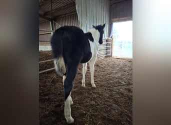 Mustang (amerikanisch), Stute, 1 Jahr, 155 cm