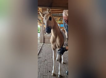 Mustang (amerikanisch), Stute, 1 Jahr, 155 cm