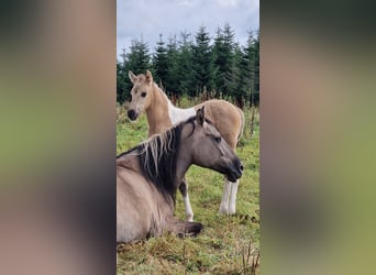 Mustang (amerikanisch), Stute, 1 Jahr, 155 cm