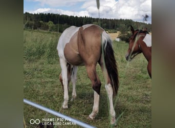 Mustang (amerikanisch) Mix, Stute, 1 Jahr, Palomino