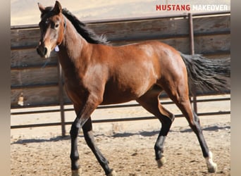 Mustang (amerikanisch), Stute, 2 Jahre, 145 cm, Brauner